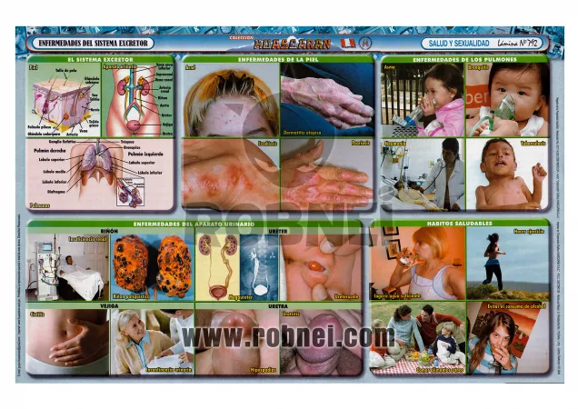 Enfermedades Del Sistema Excretor